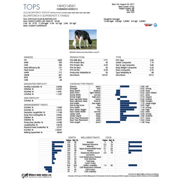 TOPS 14HO14561 HOLSTEIN