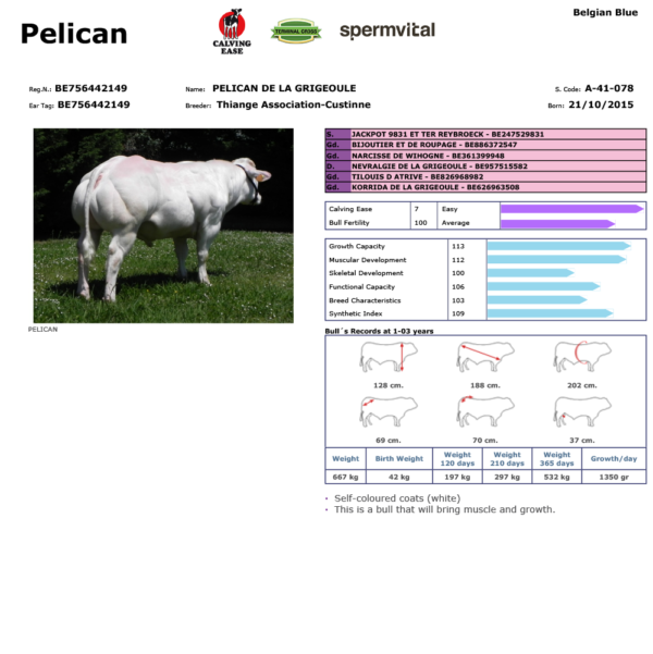PELICAN BE756442149 BELCIKA MAVISI VERİ