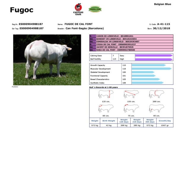 FUGOC ES000904988187 BELCIKA MAVISI VERİ