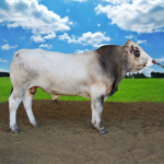 GOLIAS CZ000031044035 PIEMONTESE RESİM VERİ