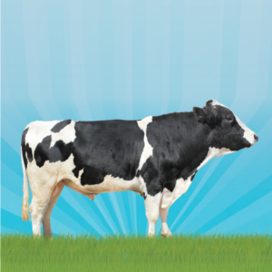 Holstein