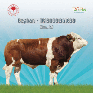 Beyhan