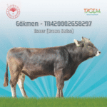 Gökmen