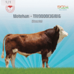 Metehan