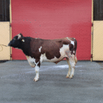 Silvano