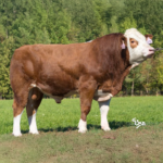 DINGO AGROCHYT P 12080064 CZ ETCI SIMENTAL VERİ