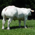 FUGOC ES000904988187 BELCIKA MAVISI VERİ