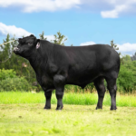 GUEVARA CZ128413034 ANGUS RESİM VERİ