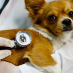 Çift Frekanslı Stetoskop