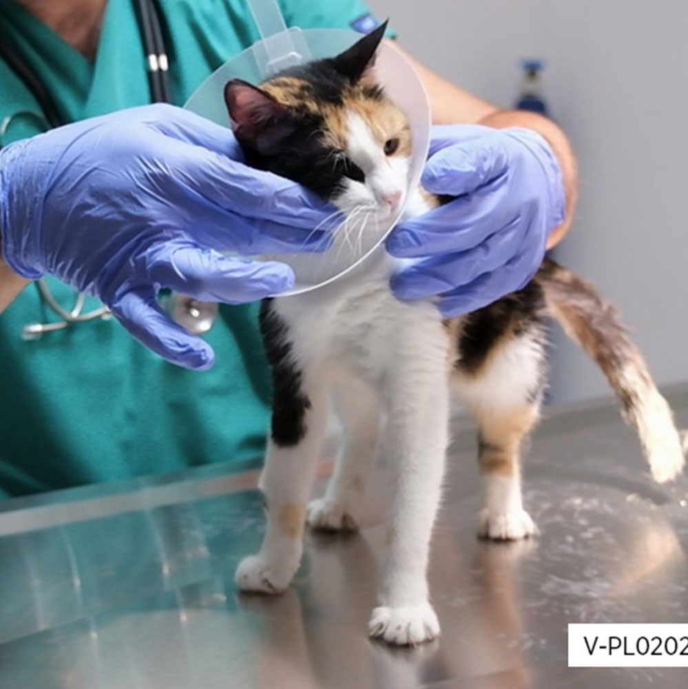 Operasyon Sonrası Yakalık