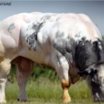 EDISON DE CENTFONTAINE