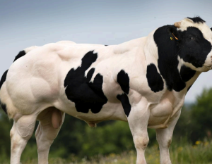 PACKO VAN HET BAREELHOF